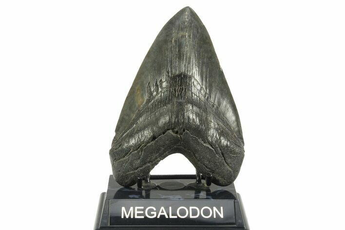 Fossil Megalodon Tooth - South Carolina #365697